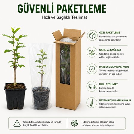 Oya Ağacı Fidesi (Lagerstroemia Indica) Saksılı Canlı Fide 25-40 cm Yaz Boyu Çiçekli