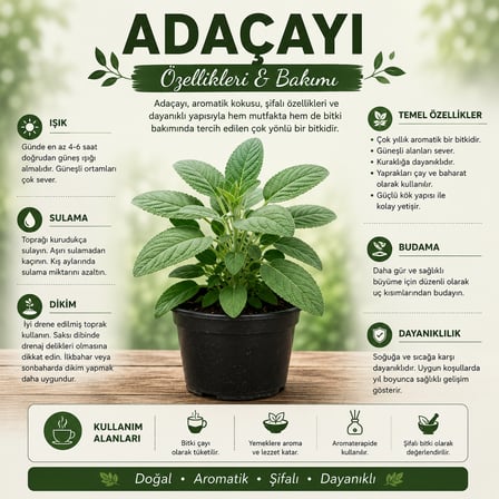 Saksılı Adaçayı Bitkisi (Salvia officinalis) | Aromatik Şifalı Bitki | Canlı Adaçayı Fidesi | 20-30 cm