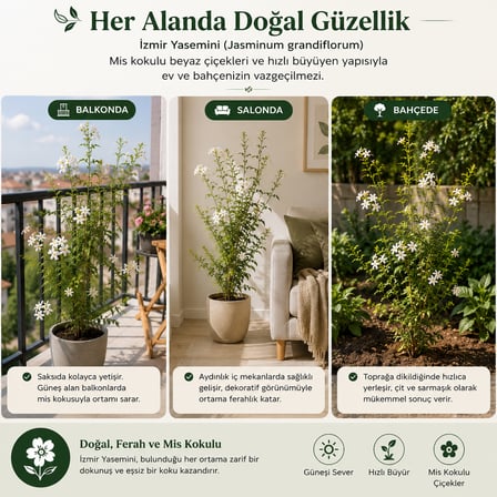 Kokulu İzmir Yasemini Fidanı 60-70 cm – Beyaz Çiçekli Sarılıcı Yasemin