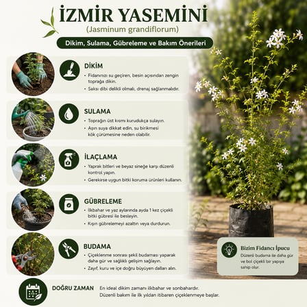 Kokulu İzmir Yasemini Fidanı 60-70 cm – Beyaz Çiçekli Sarılıcı Yasemin
