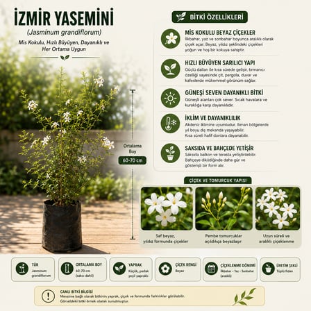 Kokulu İzmir Yasemini Fidanı 60-70 cm – Beyaz Çiçekli Sarılıcı Yasemin
