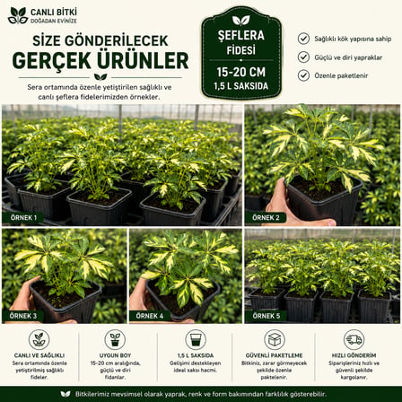 Alacalı Şeflera Fidesi 15-20 cm – 1,5 L Saksıda Canlı İç Mekan Bitkisi