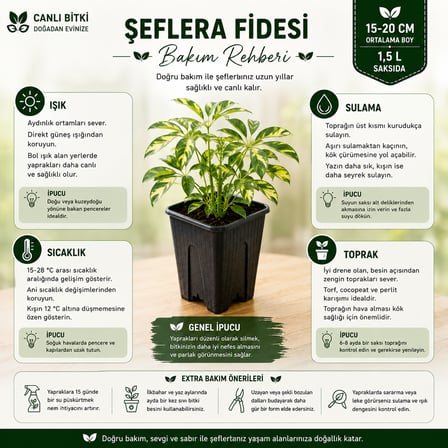 Alacalı Şeflera Fidesi 15-20 cm – 1,5 L Saksıda Canlı İç Mekan Bitkisi