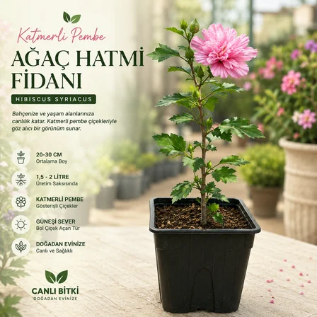 Katmerli Pembe Ağaç Hatmi Fidanı – 20-30 cm Üretim Saksısında Hibiscus Syriacus
