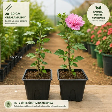 Katmerli Pembe Ağaç Hatmi Fidanı – 20-30 cm Üretim Saksısında Hibiscus Syriacus
