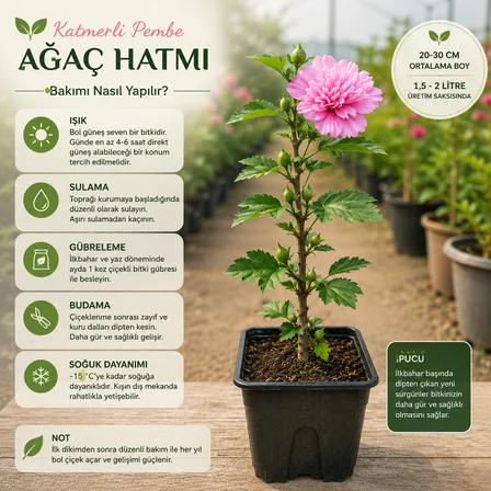 Katmerli Pembe Ağaç Hatmi Fidanı – 20-30 cm Üretim Saksısında Hibiscus Syriacus