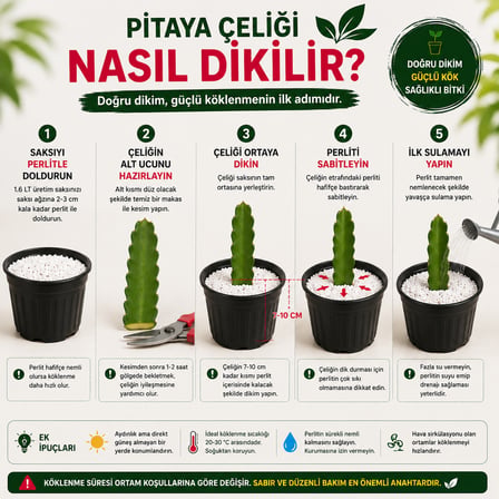 Kendi Pitayanı Yetiştir! Ejder Meyvesi Başlangıç Seti 20-30 cm Çelik + 1,6 L Saksı + Perlit