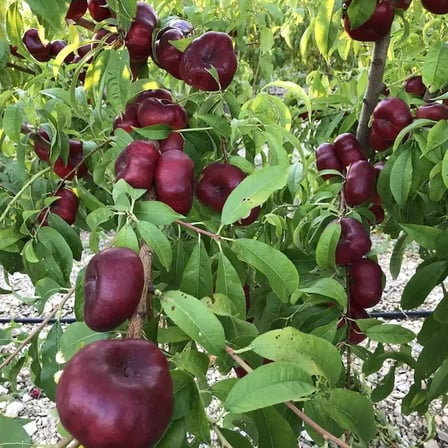 Tintosa Yassı Nektarin Fidanı – Koyu Kırmızı Meyveli, Beyaz Etli, Tatlı ve Aromatik Özel Çeşit