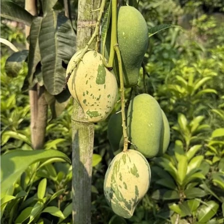 Chalta Khas Alacalı Mango Fidanı – Aşılı Nadir Variegata Koleksiyon Mangosu | Mangifera İndica