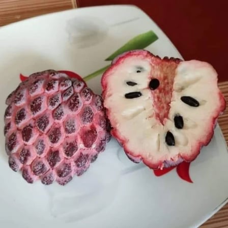 Isan Indigo Şeker Elması Fidanı – Koyu Mor Meyveli Nadir Tayland Çeşidi | Annona Squamosa