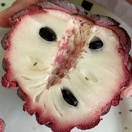 Isan Indigo Şeker Elması Fidanı – Koyu Mor Meyveli Nadir Tayland Çeşidi | Annona Squamosa