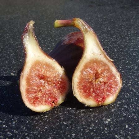 Celeste Şeker İnciri Fidanı – Çok Tatlı Nadir Amerikan İnciri | Ficus carica ‘Celeste’