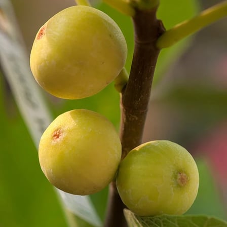 Sarı Hindi İnciri Fidanı – Yellow Turkey Nadir Sarı Meyveli Özel İncir Çeşidi | Ficus Carica