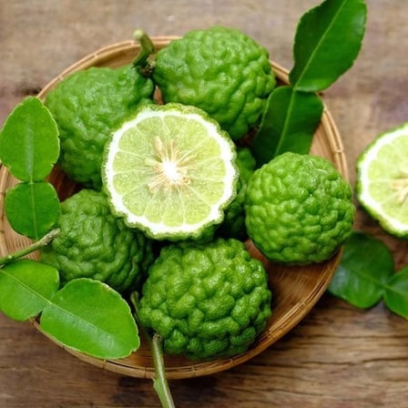 Aşılı Kaffir Lime Fidanı – 60–100 cm Meyve Verme Olgunluğunda Nadir Makrut Lime | Citrus Hystrix