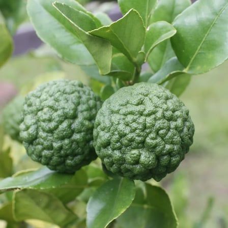 Aşılı Kaffir Lime Fidanı – 60–100 cm Meyve Verme Olgunluğunda Nadir Makrut Lime | Citrus Hystrix