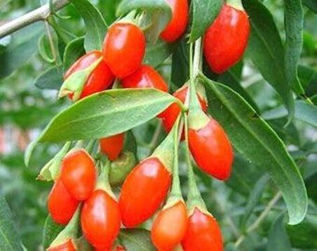 Goji Berry Tohumu 2 Paket 10 Adet Tohum