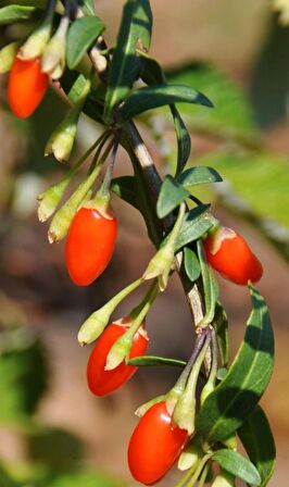 Goji Berry Tohumu 2 Paket 10 Adet Tohum