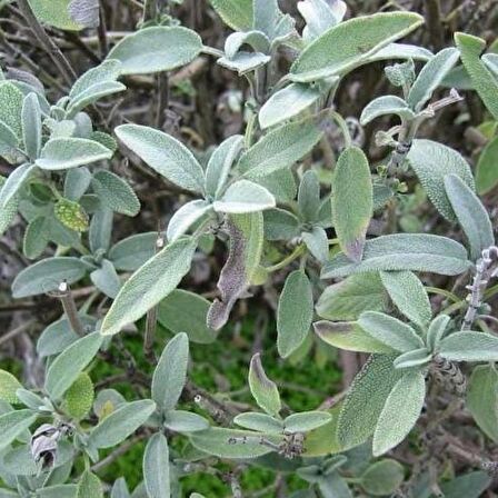 Adaçayı fidanı[ Salvia officinalis]15 20 cm