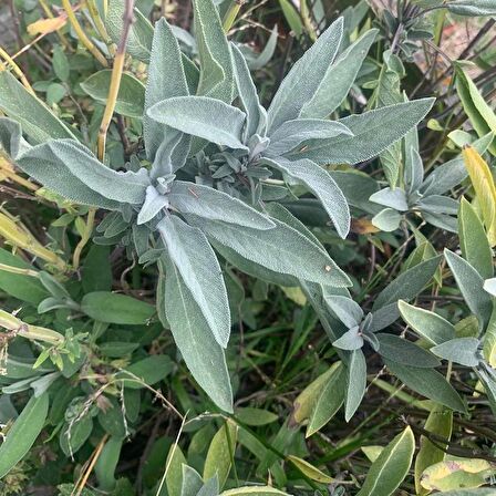 Adaçayı fidanı[ Salvia officinalis]15 20 cm