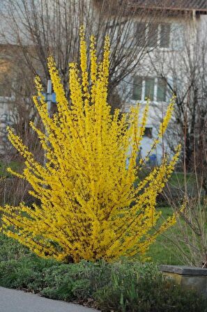 (2adet) Altın Çanak Fidanı (CERCİDİPHYLLUM JAPONİCUM)