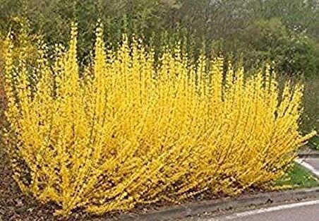 (2adet) Altın Çanak Fidanı (CERCİDİPHYLLUM JAPONİCUM)