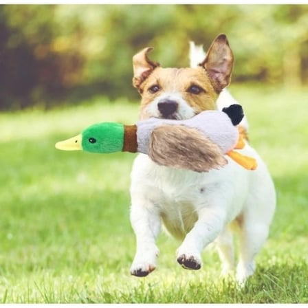 BUĞZ Sesli Ördek Şekilli Peluş Köpek Oyuncağı