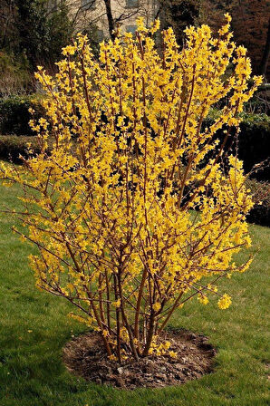1-2 Yaş Arası Tüplü Altın Çanak (Forsythia) Fidanı - Parlak Sarı Çiçekler