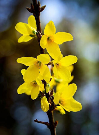 1-2 Yaş Arası Tüplü Altın Çanak (Forsythia) Fidanı - Parlak Sarı Çiçekler