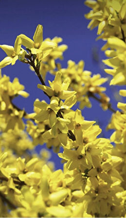 1-2 Yaş Arası Tüplü Altın Çanak (Forsythia) Fidanı - Parlak Sarı Çiçekler