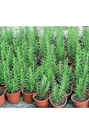 Biberiye 14luk Saksi 20 cm Ve Üstü