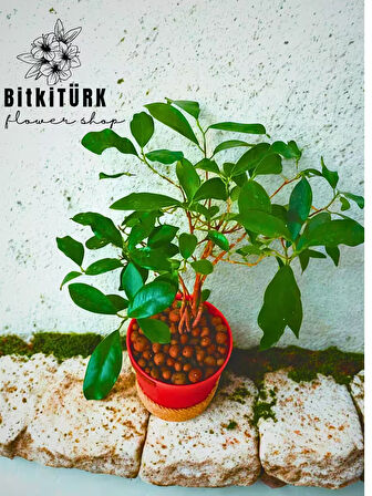 BitkiTÜRK- Ficus Bonsai Topraksız Bakım