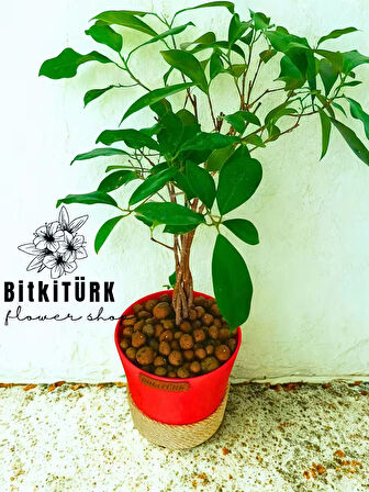 BitkiTÜRK- Ficus Bonsai Topraksız Bakım