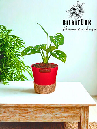 BitkiTÜRK monstera topraksız bakim