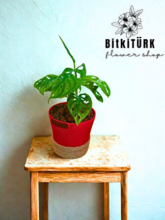 BitkiTÜRK monstera topraksız bakim