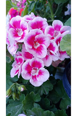 Ultra Pembe Beyaz Sardunya Çiçeği Fidesi 10-20 cm