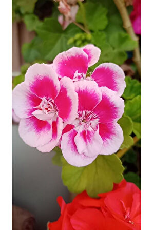Ultra Pembe Beyaz Sardunya Çiçeği Fidesi 10-20 cm