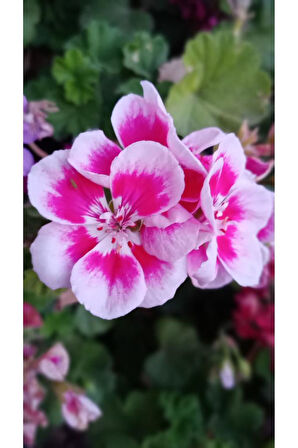 Ultra Pembe Beyaz Sardunya Çiçeği Fidesi 10-20 cm