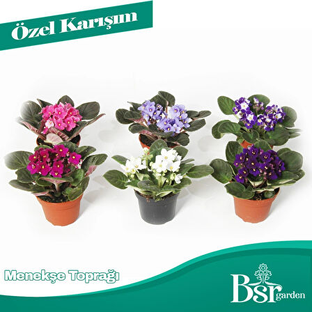 Bsr Garden Menekşe Ve Ortanca Özel Toprağı 3 Litre