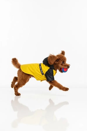 Buddy Store Premium "Stormy Walk" Yağmurluk – Şık ve Su Geçirmez Köpek Montu (Wild Buddy Edition)