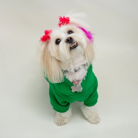 Yeşil Baskısız Kedi ve Köpek Sweatshirt Hoodie