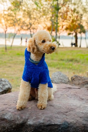 Köpek Kıyafeti Peluş Sweatshirt - Kapüşonlu Koleksiyon