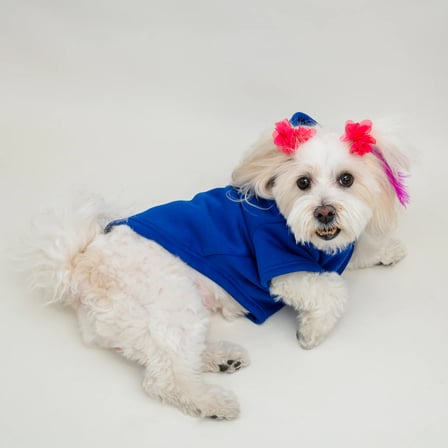Saks Mavi Baskısız Kedi ve Köpek Sweatshirt Hoodie
