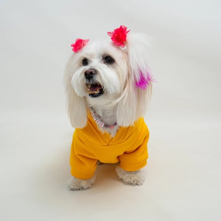 Sarı Baskısız Kedi ve Köpek Sweatshirt Hoodie