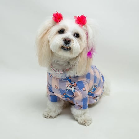 Kedi & Köpekler Için Alt Üst Takım - Kedicik Model Lila Alt Üst Takım (T-SHİRT & ŞORT)