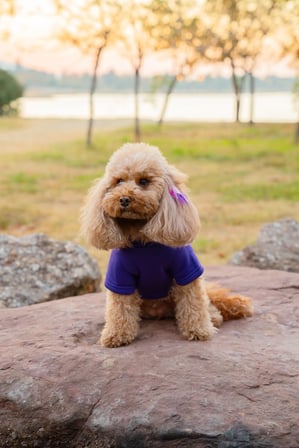 Mor Baskısız Kedi ve Köpek Sweatshirt Hoodie