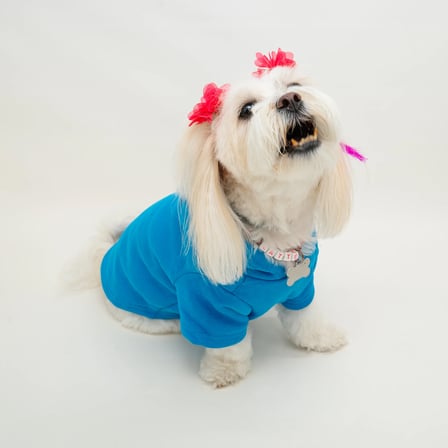 Mavi Baskısız Kedi ve Köpek Sweatshirt Hoodie