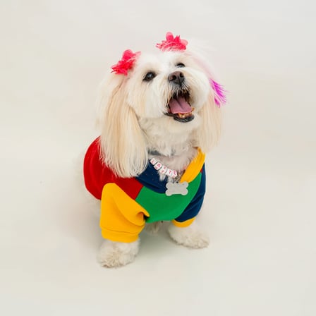 Kedi & Köpek Kıyafeti - Colourful Model Sweatshirt Hoodie