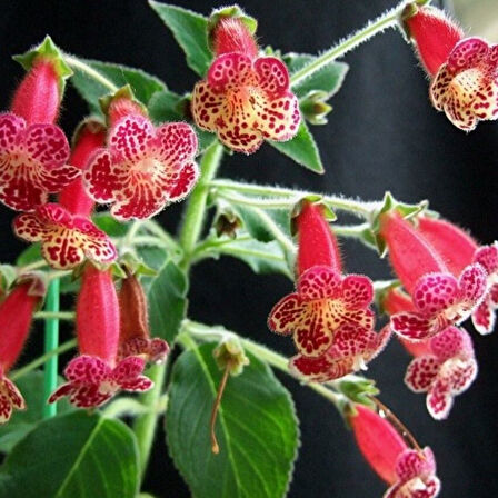 Koleksiyonluk Lucifer  Kohleria  Japon Küpelisi Çiçeği Fidesi (Mini Potta(Kopya)