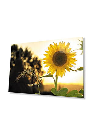 Ayçiçeği Cam Tablo 4mm Dayanıklı Temperli Cam Sunflower Glass Wall Art