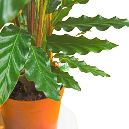 Yeşil Dua Çiçeği  'Calathea Rufibarba' 40-50cm